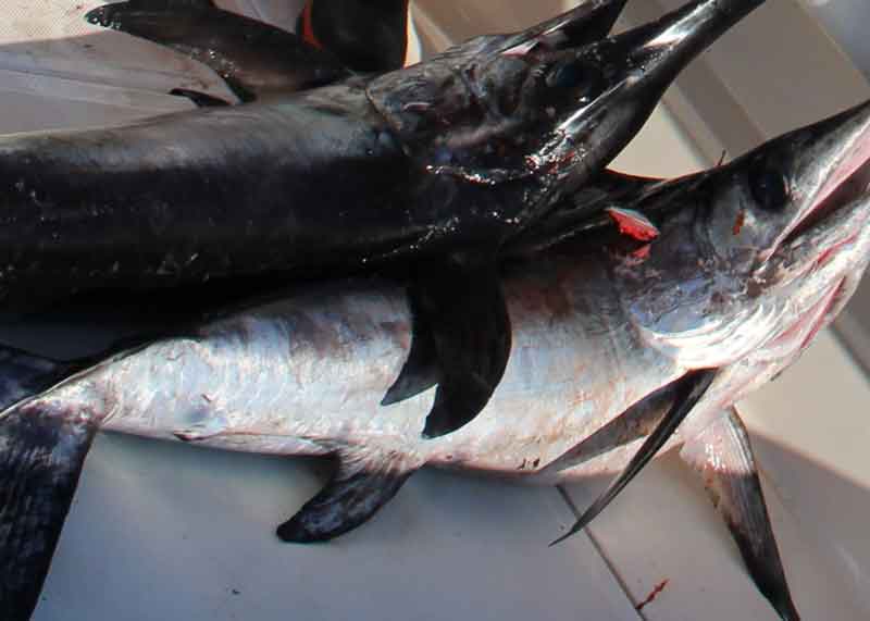 swordfish on deck of boat