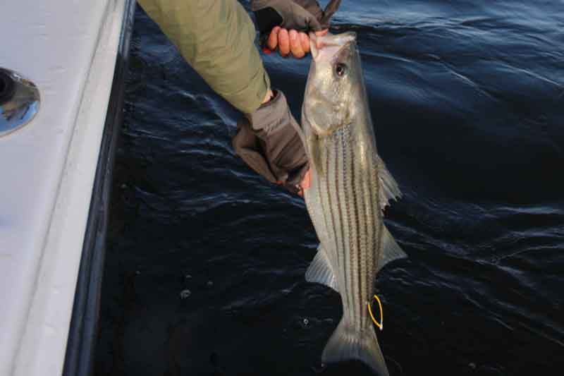 holding a tagged striper