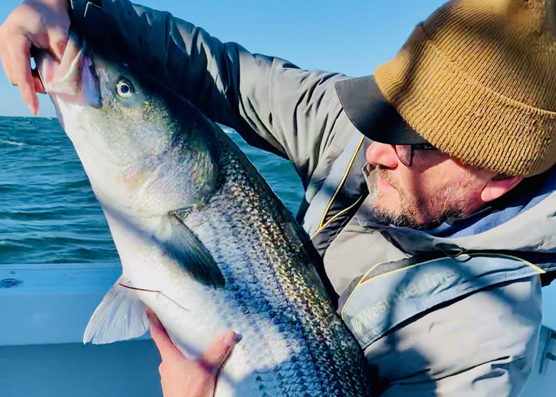 returning a tagged striper to the water