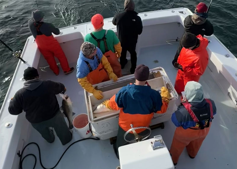 striped bass tagging in the atlantic