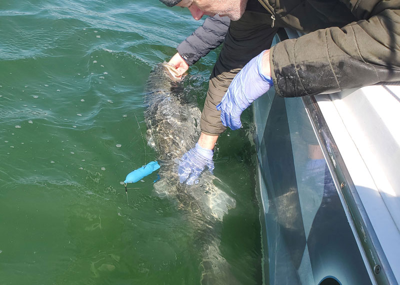 releasing a tagged striped bass