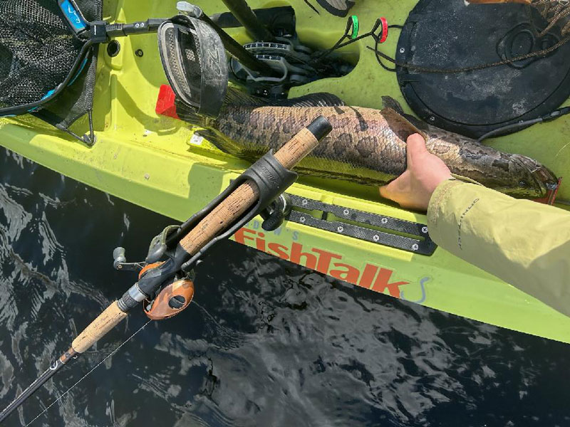 snakehead fish in a kayak