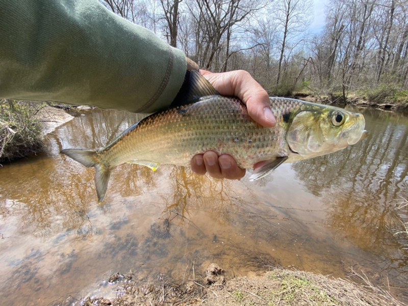 caught a shad