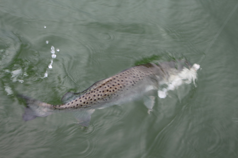 speckled sea trout on the line