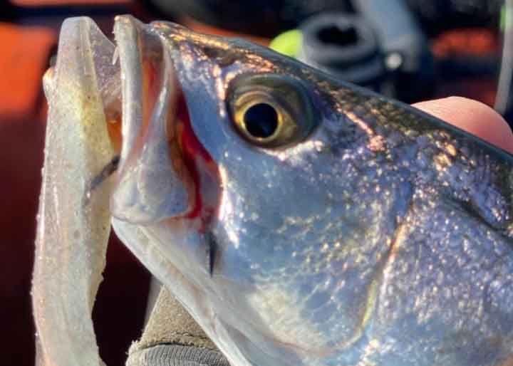 tangier sound fishing report specks