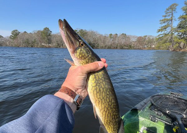 pickerel from upriver
