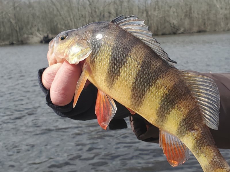 fishing for yellow perch