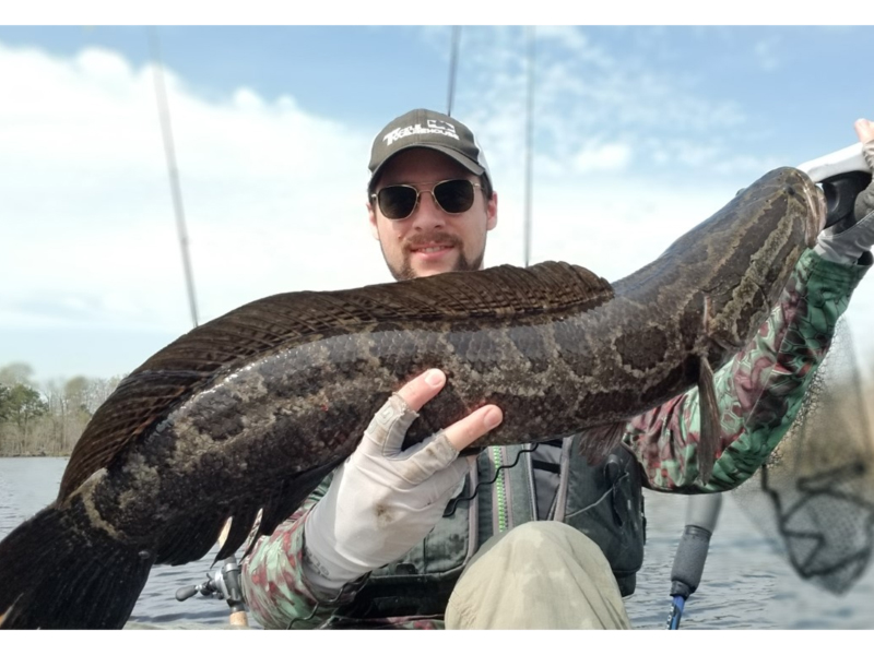 snakehead in the river