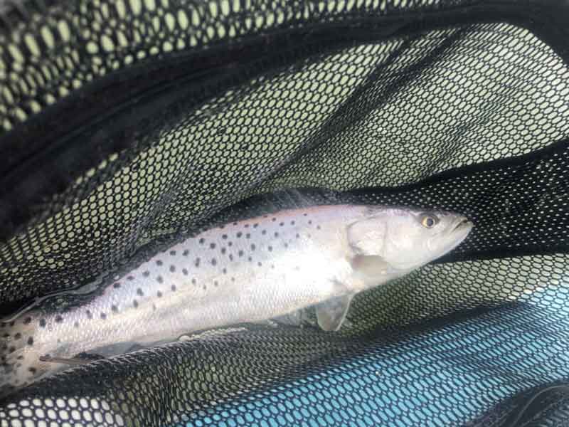 speckled trout in tangier sound