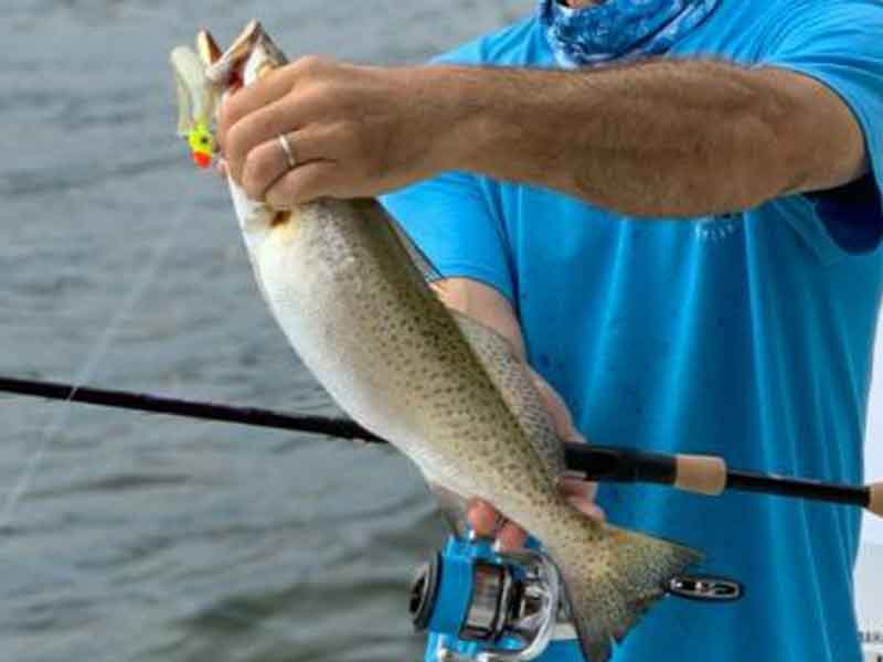 speckled trout fish