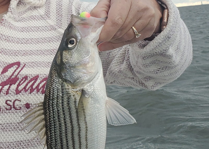 striper fishing in the sound