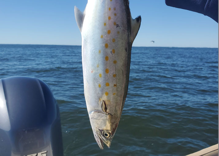 fishing for mackerel