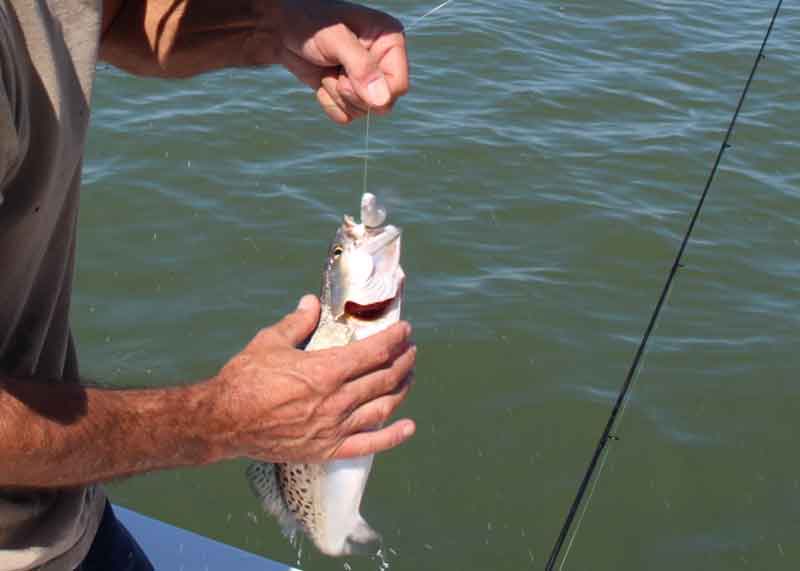 speckled sea trout on a jig