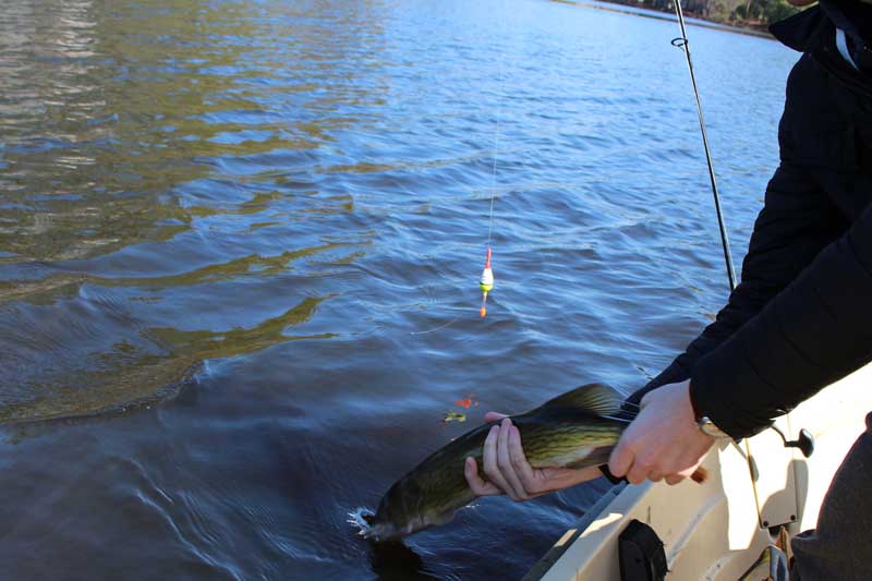 releasing a pickerel