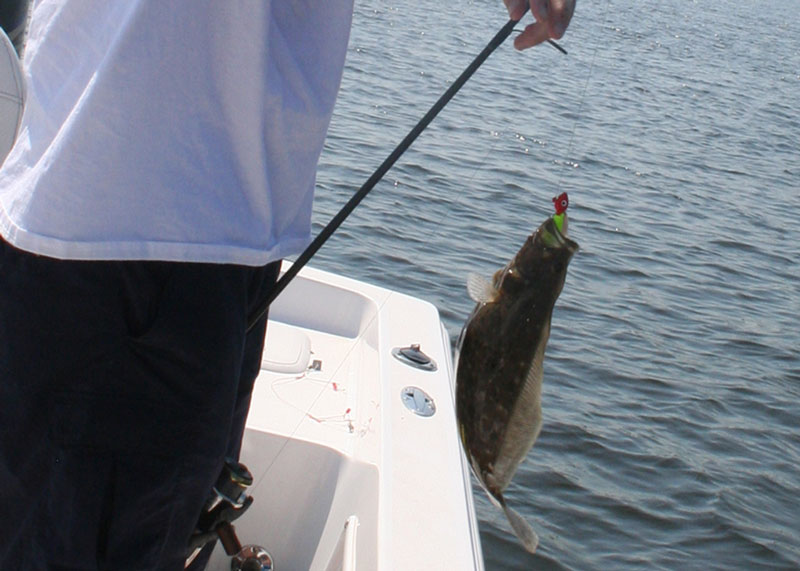 Flounder caught in the Tangier Sound.