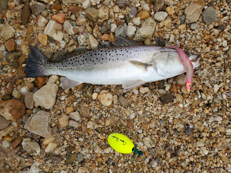 popping cork rig caught a speck