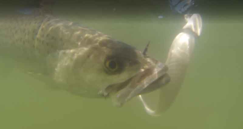 speckled trout underwater
