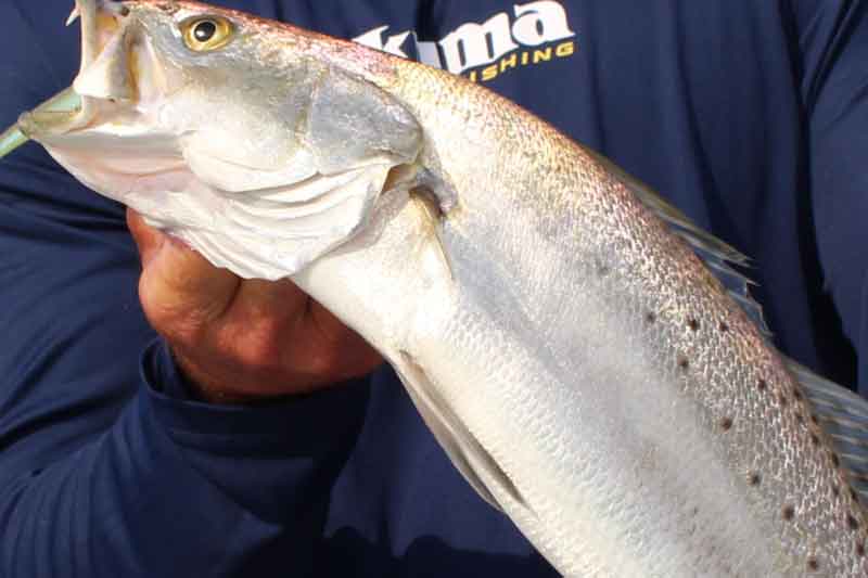 speckled trout fish