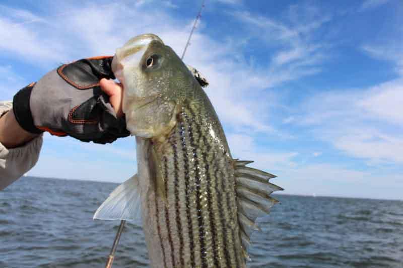 striped bass