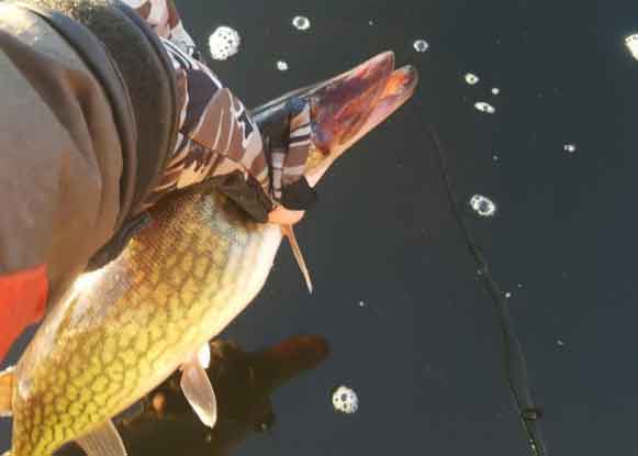 releasing a pickerel