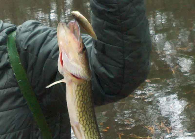 pickerel on a minnow