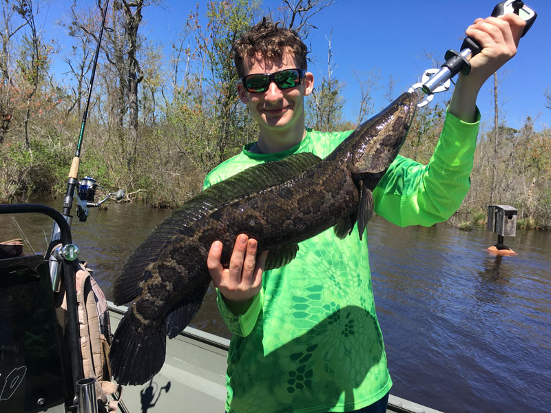 tangier snakehead