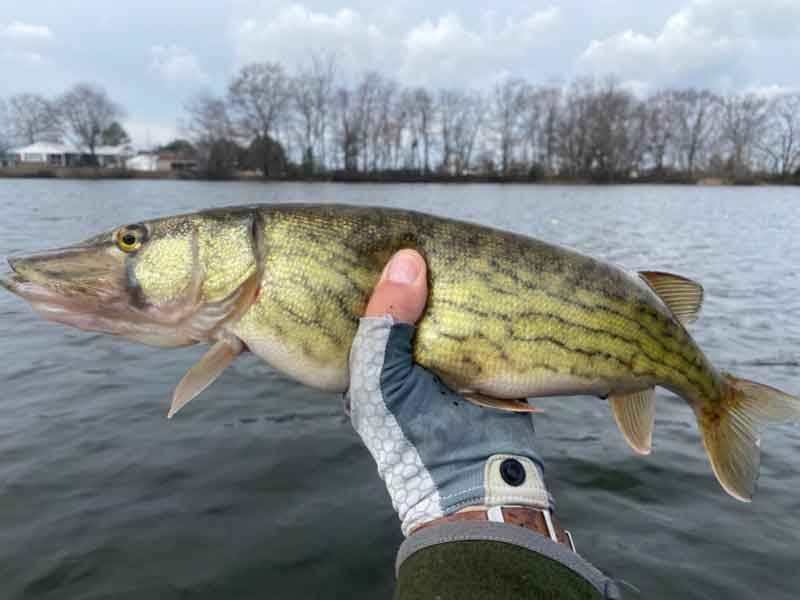 a pickerel fish