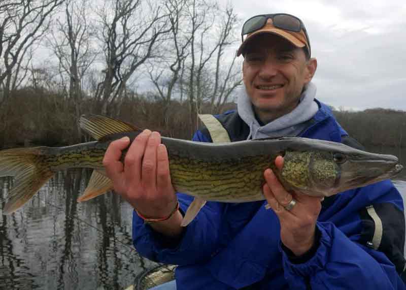 pocomoke pickerel