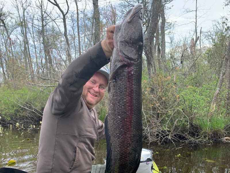 dragon snakehead fish