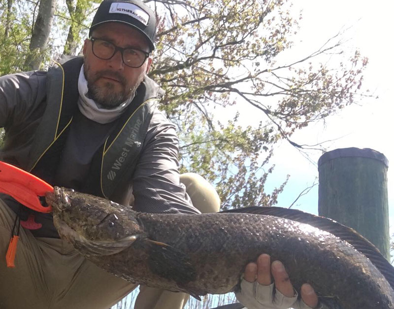 snakehead caught fishing