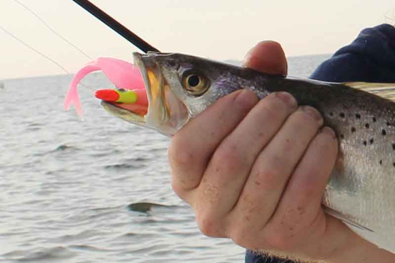 specks love pink lures