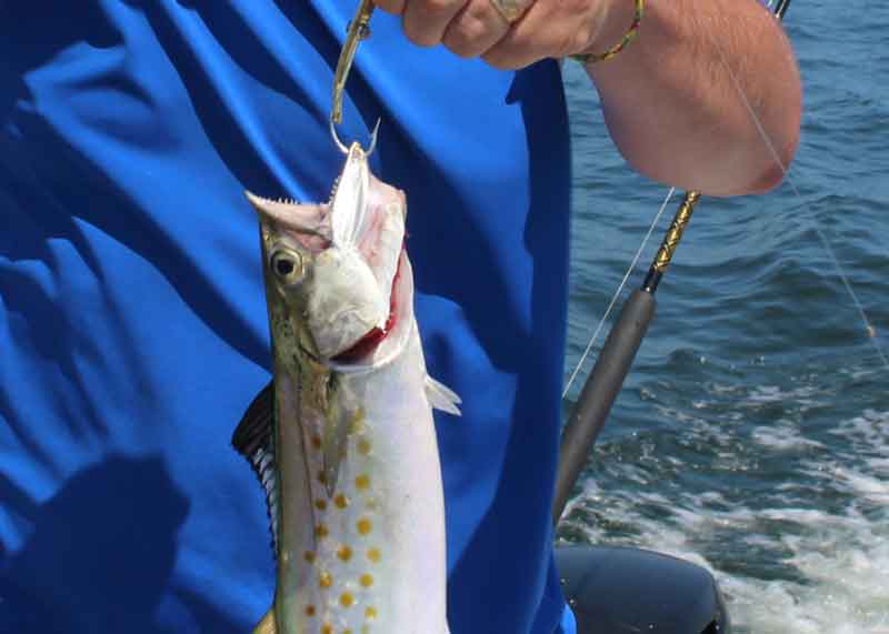 mackerel on spoon