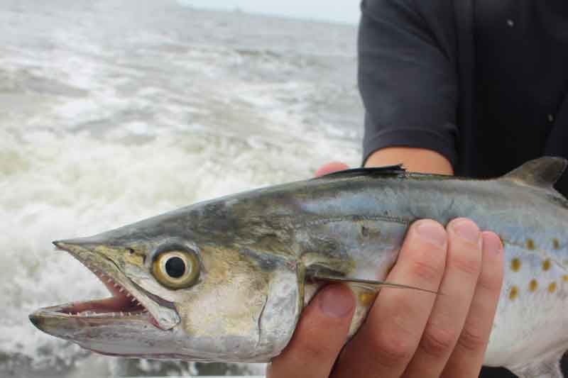 mackerel caught by a fisherman