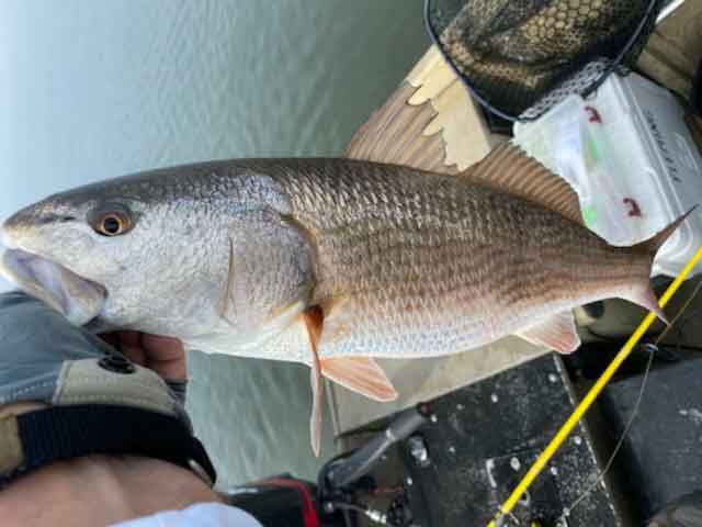 puppy drum in tangier sound