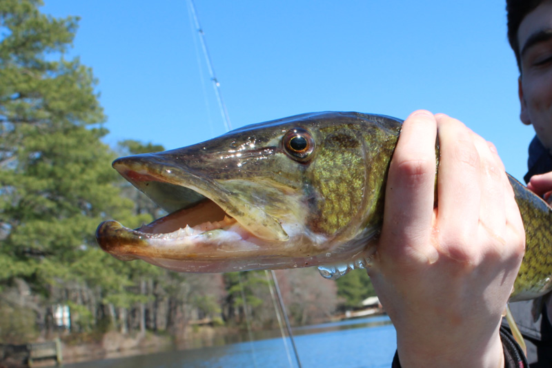 pickerel in the tribs