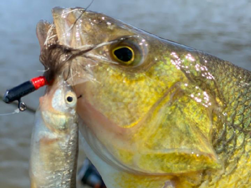 tangier perch fishing