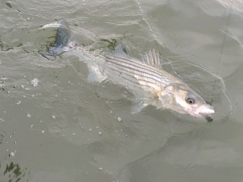 Tangier, Pocomoke, and Lower Shore Fishing Report, April 2021