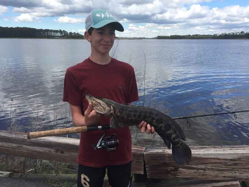 snakehead fish in blackater