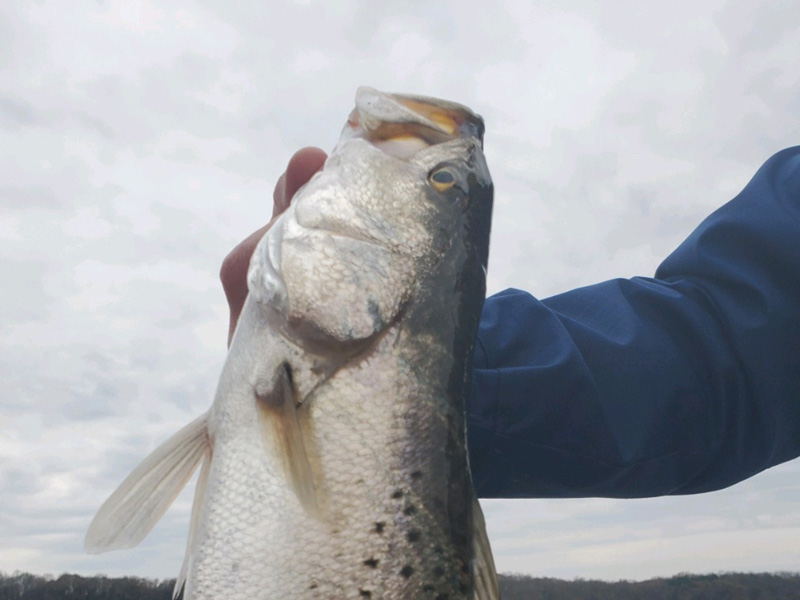 speckled trout angler