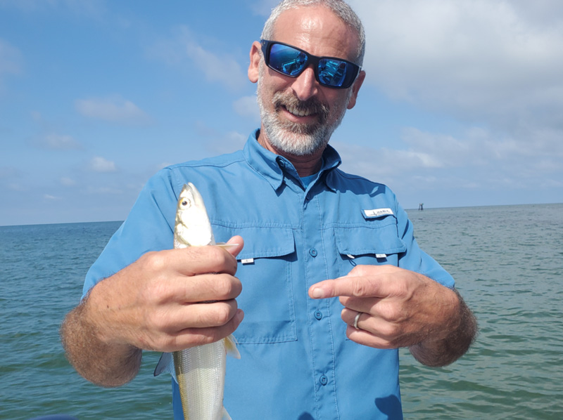 ladyfish in the chesapeake bay