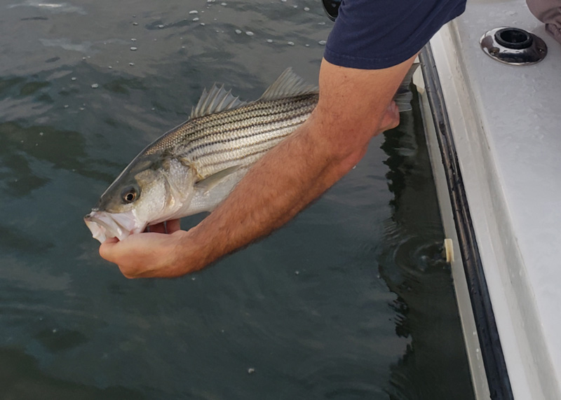 striper being released