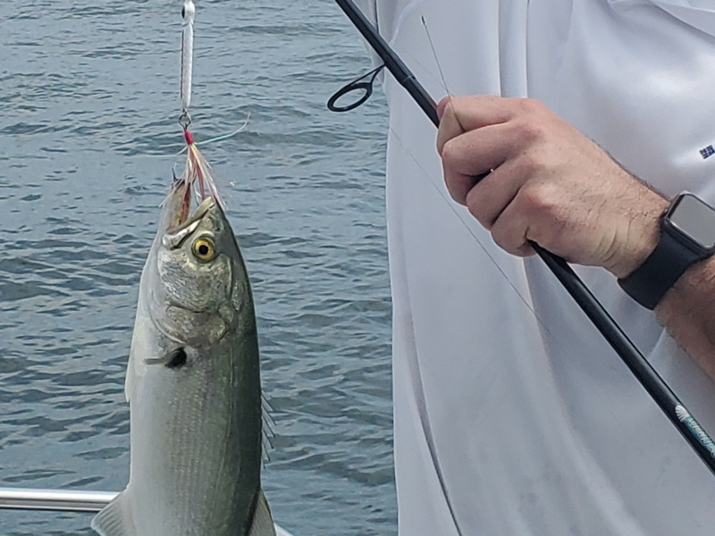 bluefish on a spoon