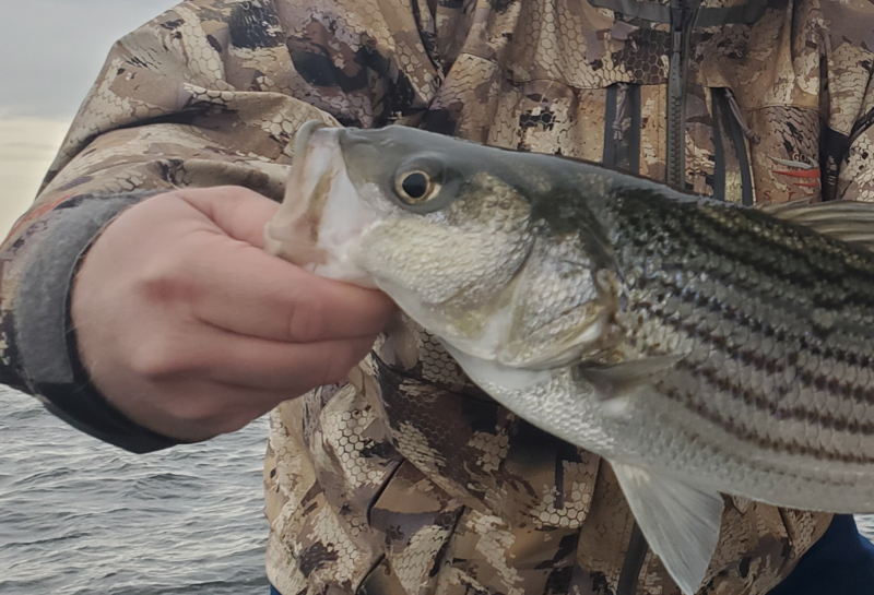 rockfish in the shallow water