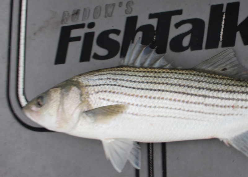 striper on the deck