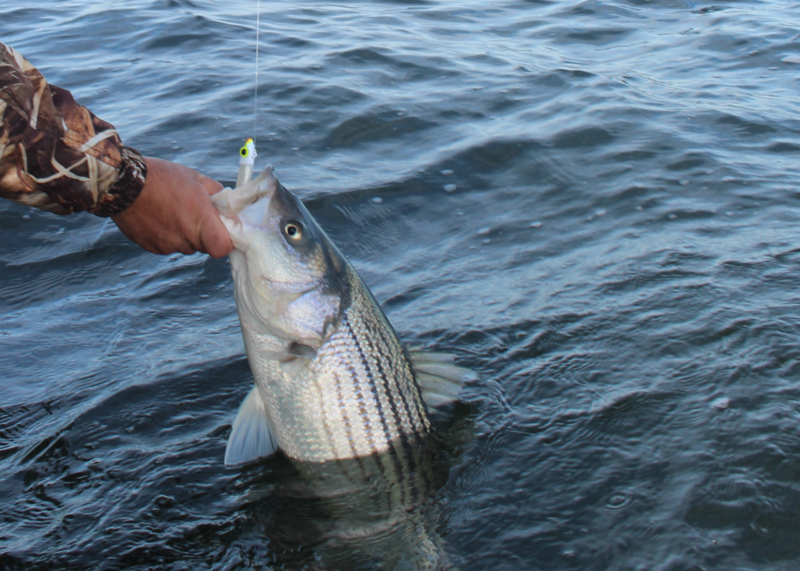 catching a rockfish