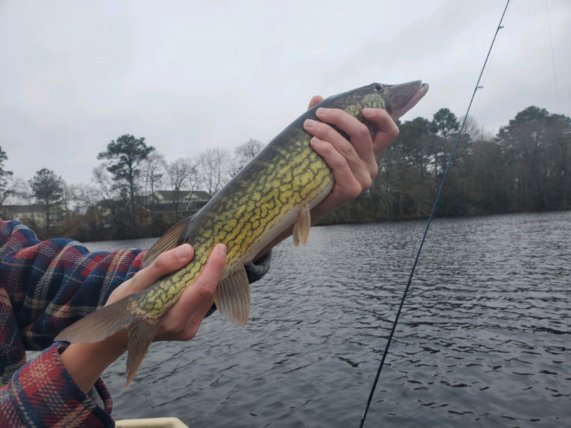 winter pickerel in tangier tributaries