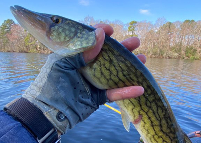 tidal river pickerel