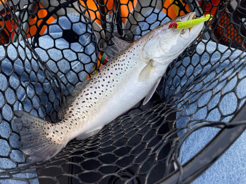 tangier sound speckled sea trout