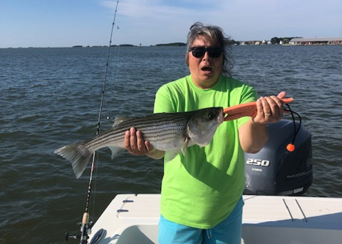 rockfish in the sound