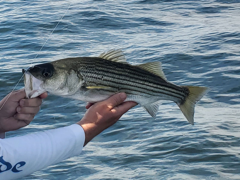 striper in the bay